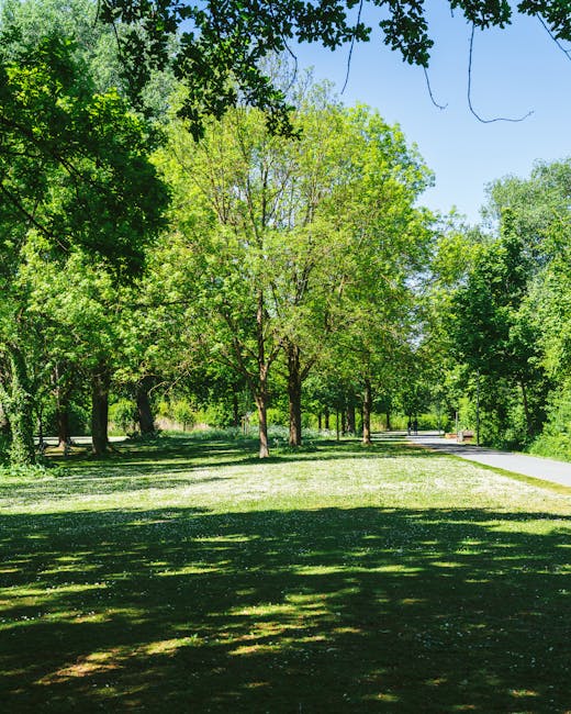 A sunny, green park scene with a row of mature trees lining a grassy area; the trees have dense foliage with bright green leaves, casting dappled shade on the grass below. In the background, there is a paved pathway running through the park, with some benches along the side. The environment appears peaceful and well-maintained, suitable for leisure or outdoor activities. The image is associated with West Wickham Common moves, reflecting the outdoor setting involved in house removals or packing at a residential or communal outdoor location, as seen in the context of professional moving services on manwithvanwestwickham.co.uk.