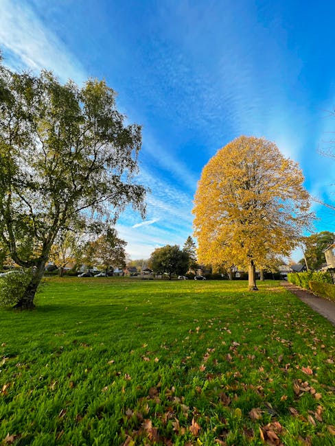 A sunny, green park scene with a row of mature trees lining a grassy area; the trees have dense foliage with bright green leaves, casting dappled shade on the grass below. In the background, there is a paved pathway running through the park, with some benches along the side. The environment appears peaceful and well-maintained, suitable for leisure or outdoor activities. The image is associated with West Wickham Common moves, reflecting the outdoor setting involved in house removals or packing at a residential or communal outdoor location, as seen in the context of professional moving services on manwithvanwestwickham.co.uk.